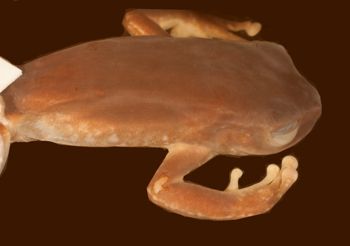 Media type: image;   Herpetology A-34964